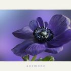 ... Anemone ...