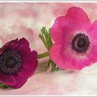 Anemone