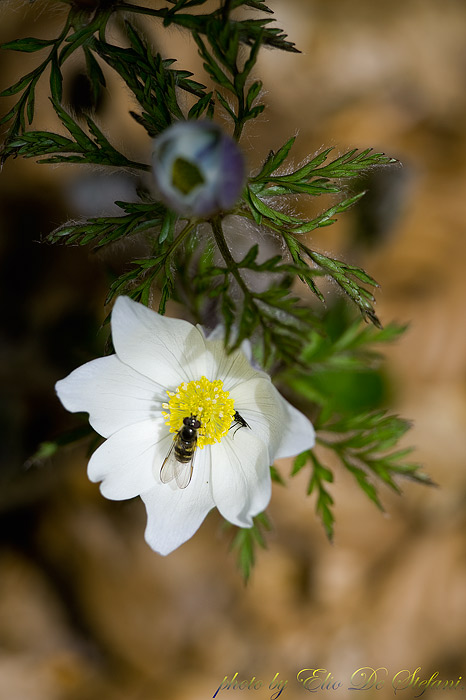 Anemone