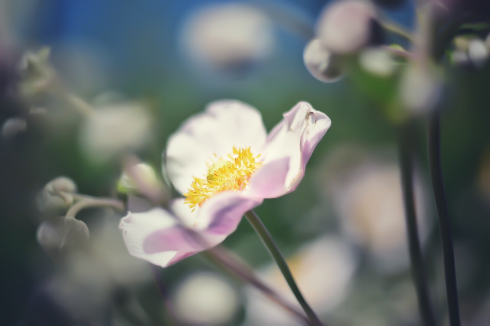 Anemone