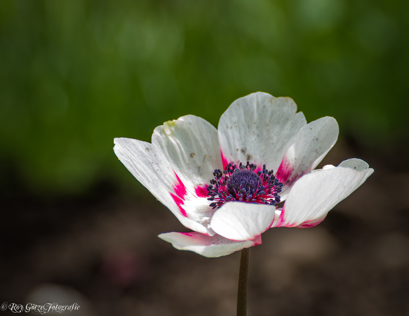 Anemone