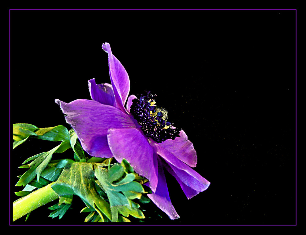 Anemone 2