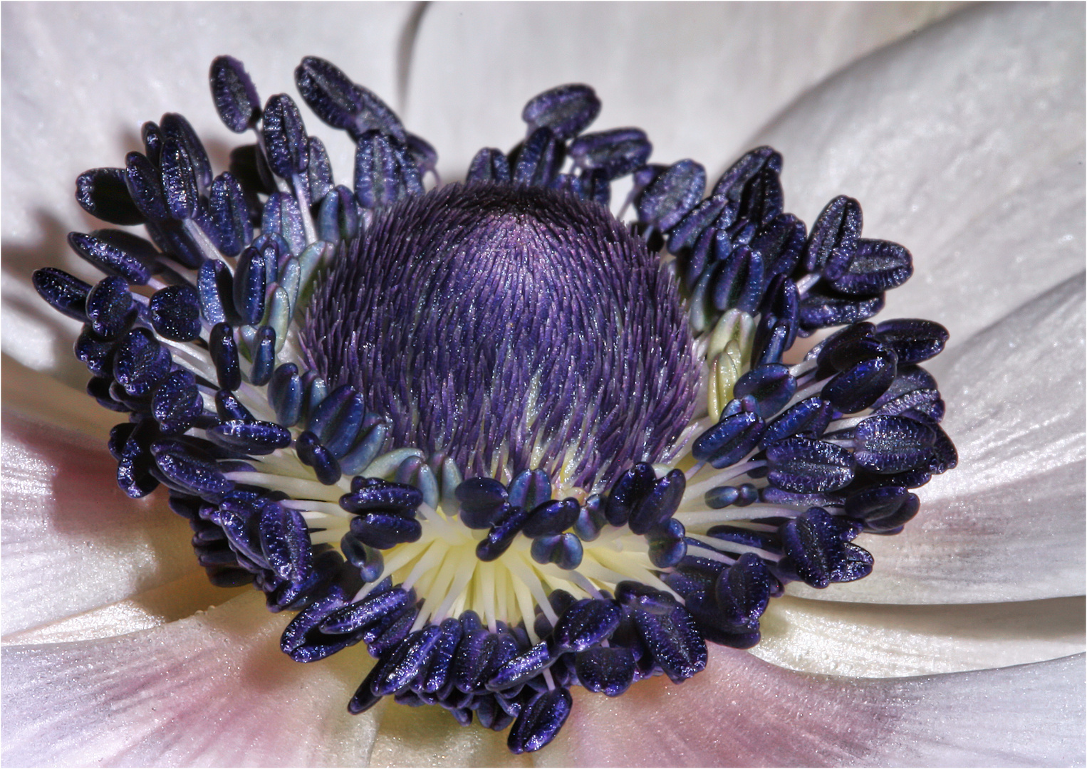 Anemone 2