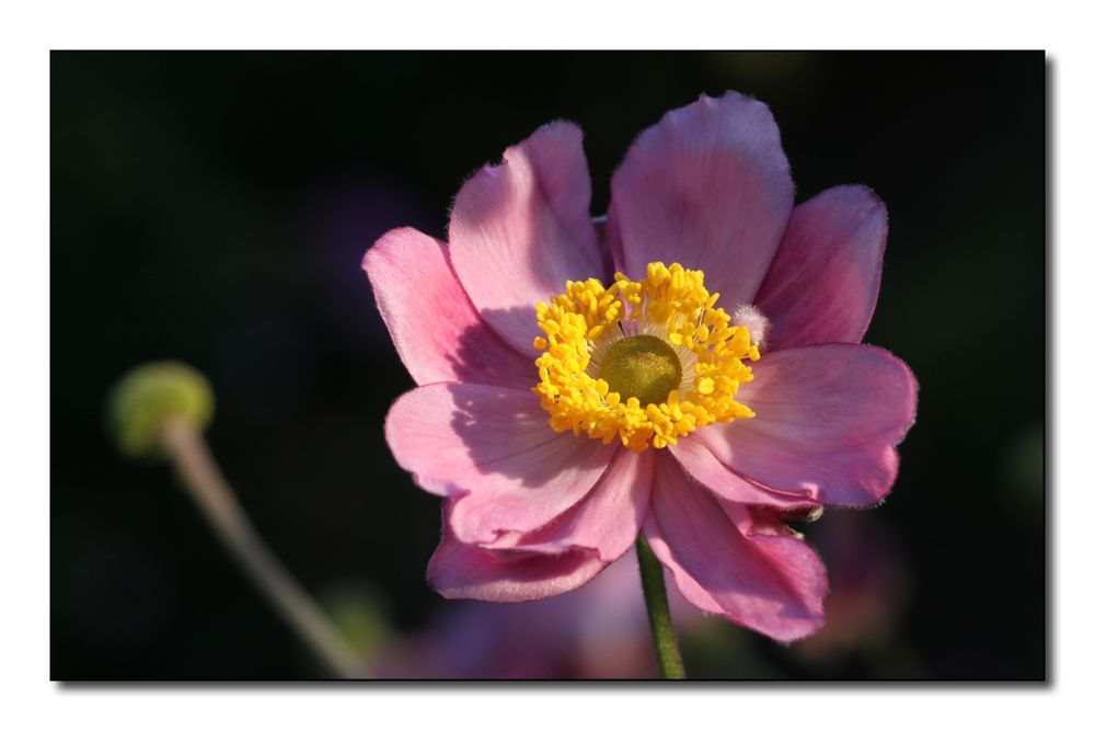 Anemone (2)