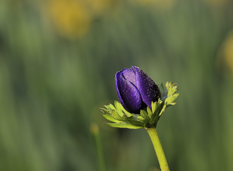 Anemone #2