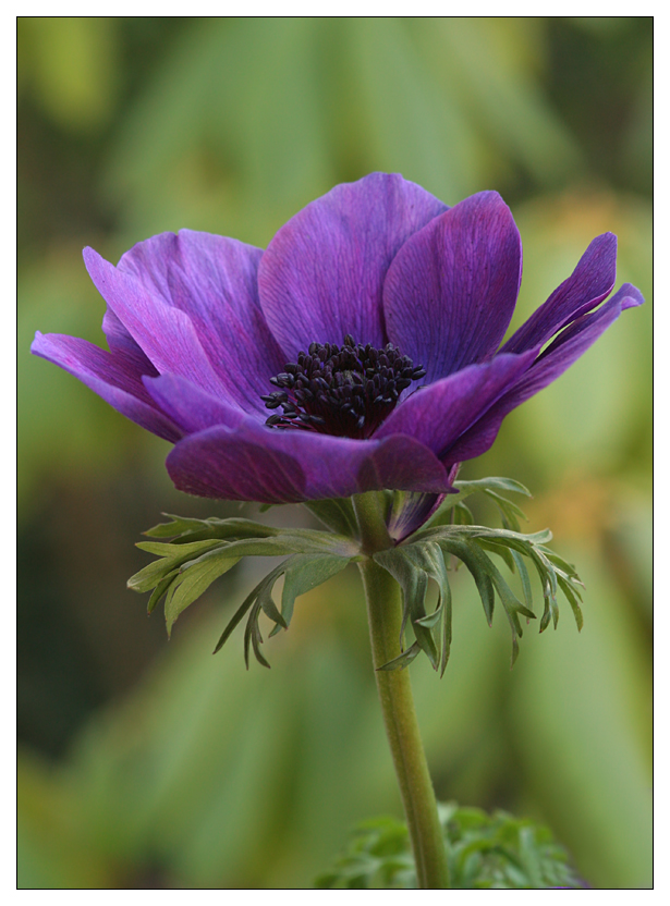 Anemone 2