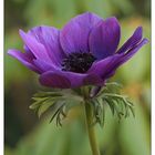 Anemone 2