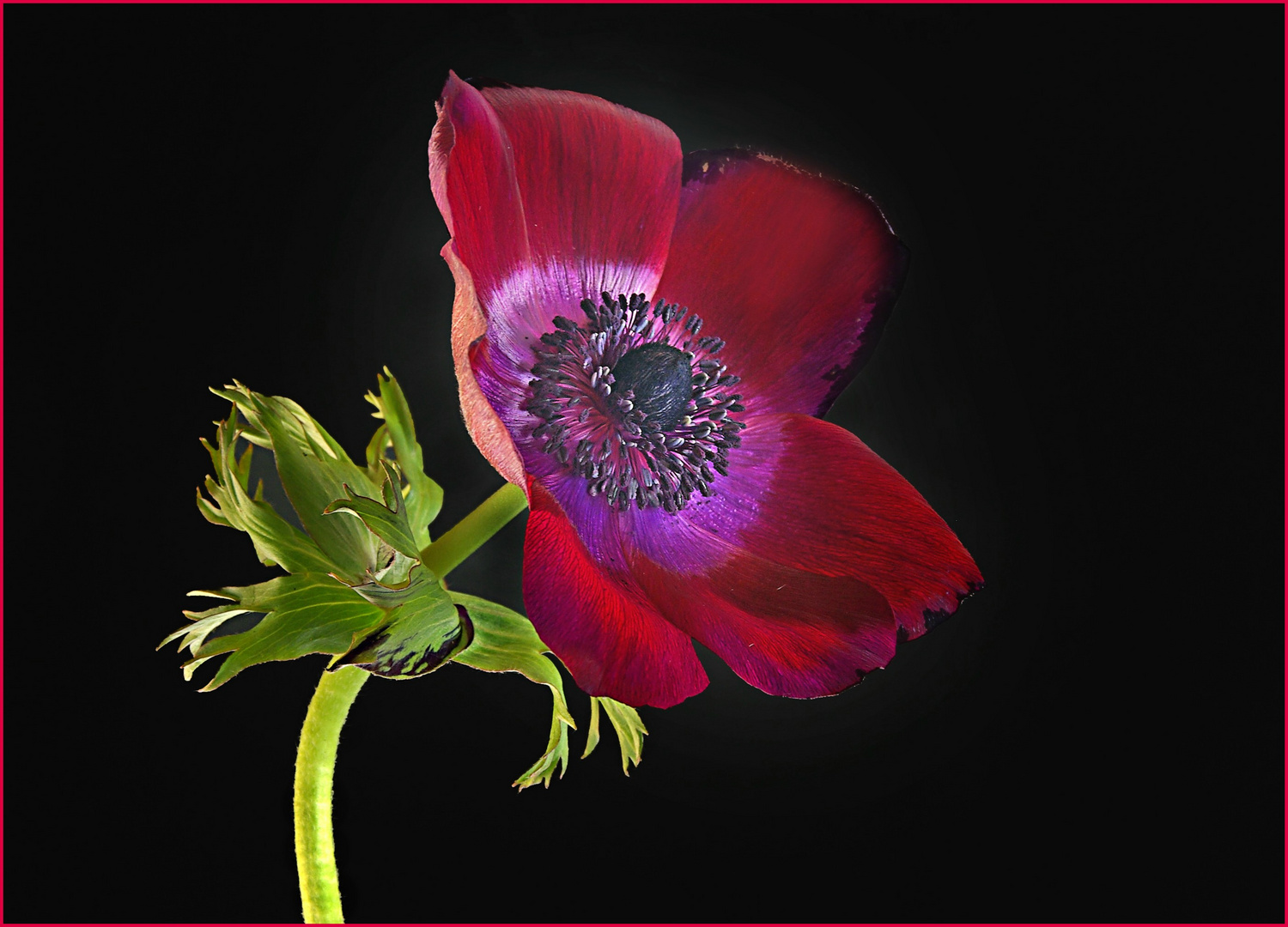 Anemone (2)