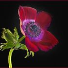 Anemone (2)