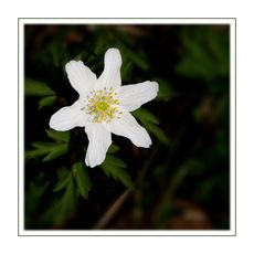 ANEMONE -2-