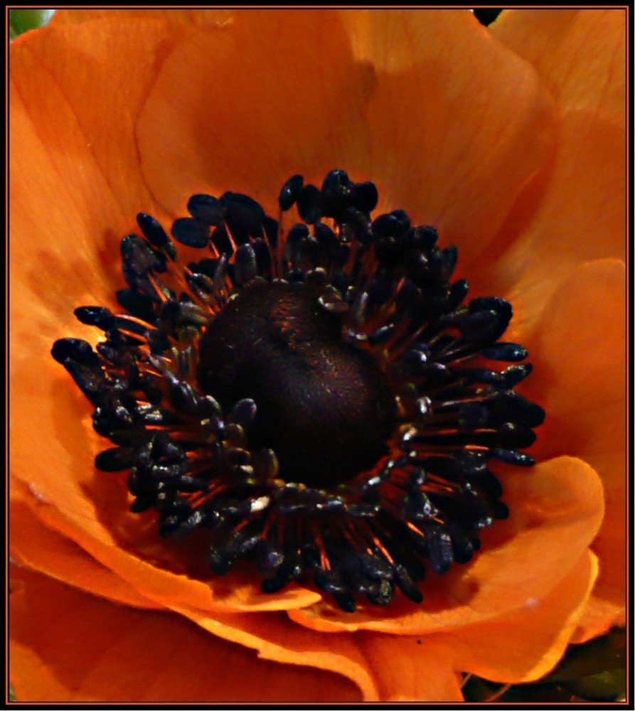 Anemone 2