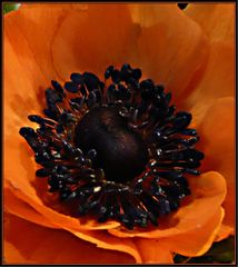 Anemone 2