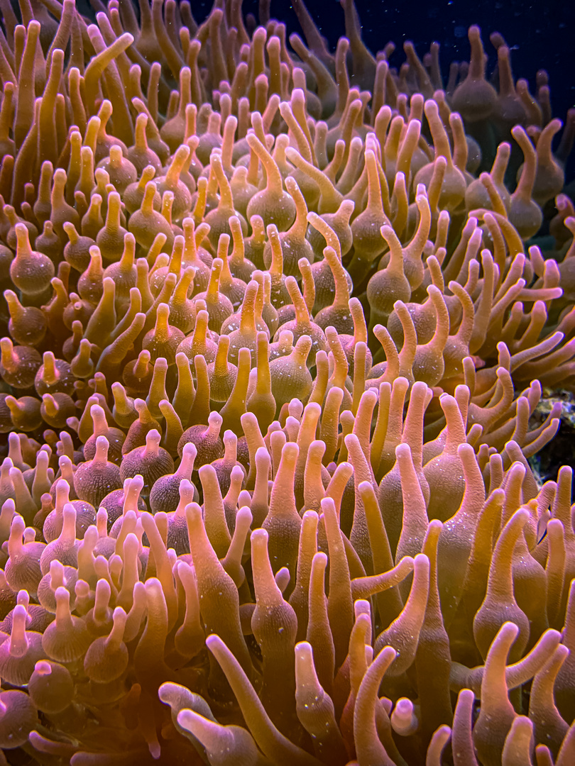 Anemone 2