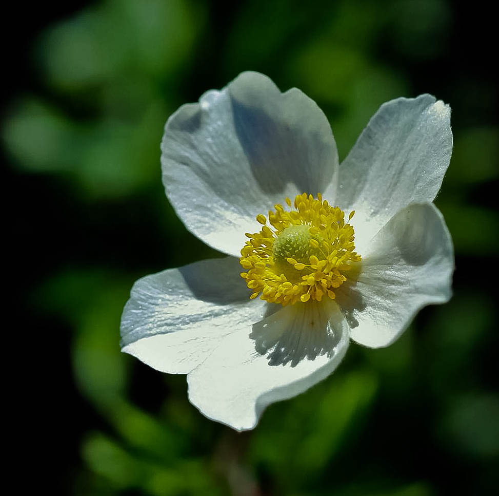 Anemone 2011