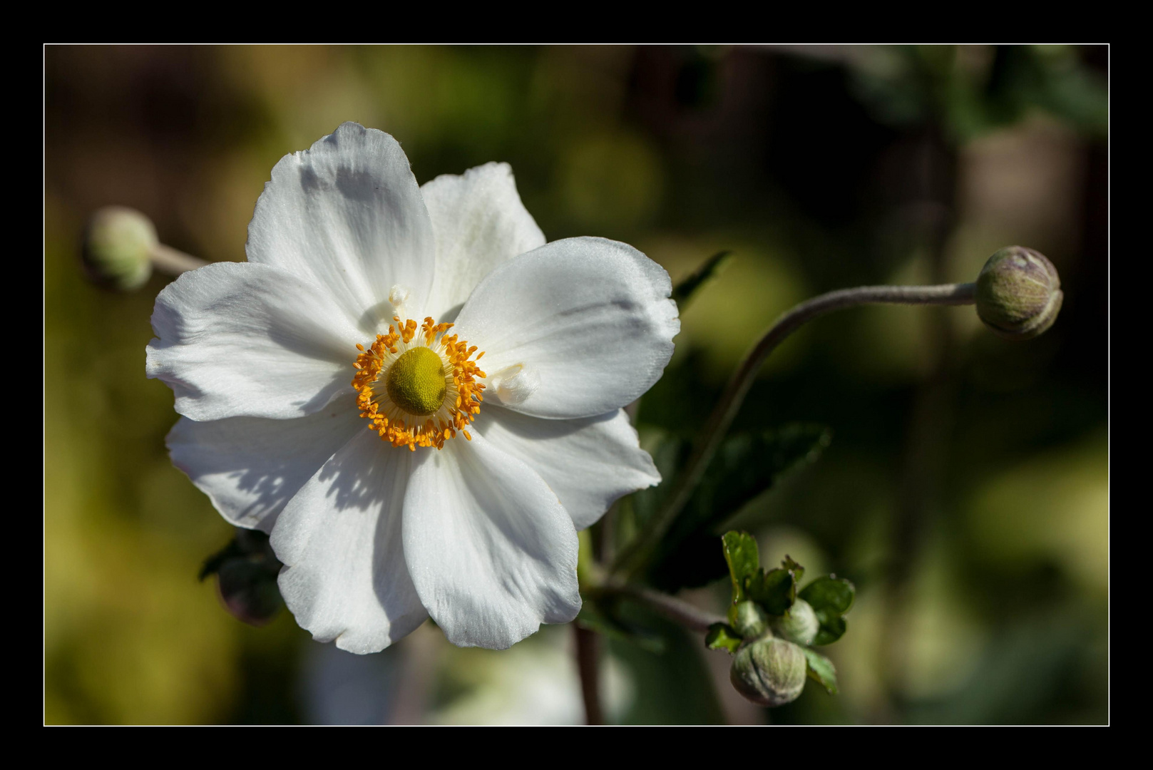 Anemone 2013