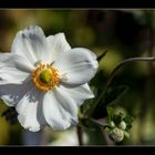 Anemone 2013