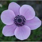 Anemone