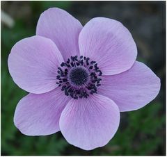 Anemone