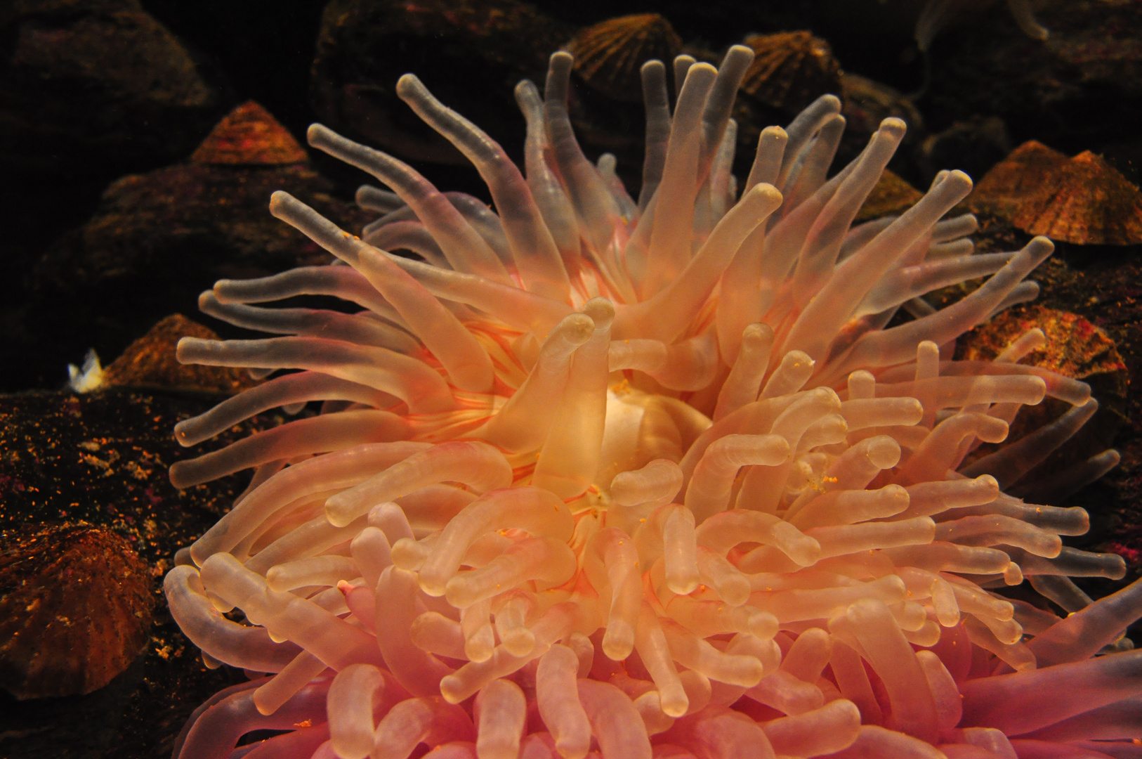 Anemone