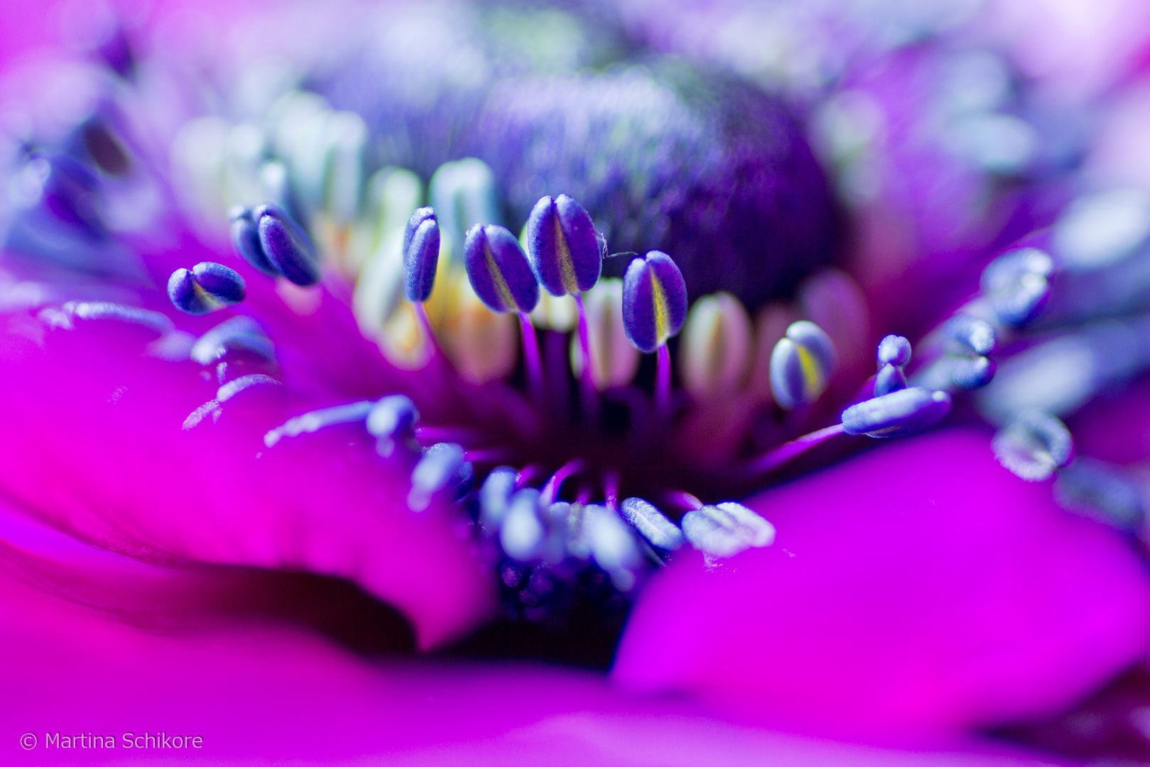 Anemone