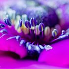 Anemone