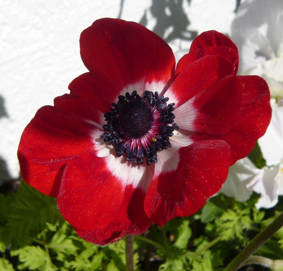 Anemone