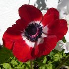 Anemone