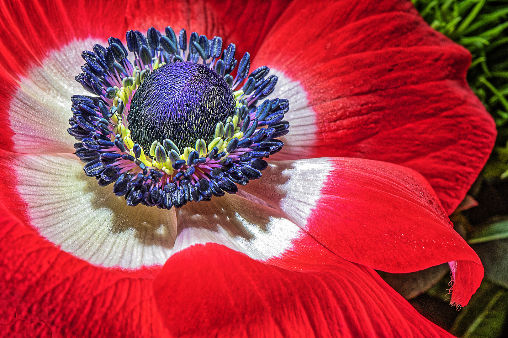 Anemone