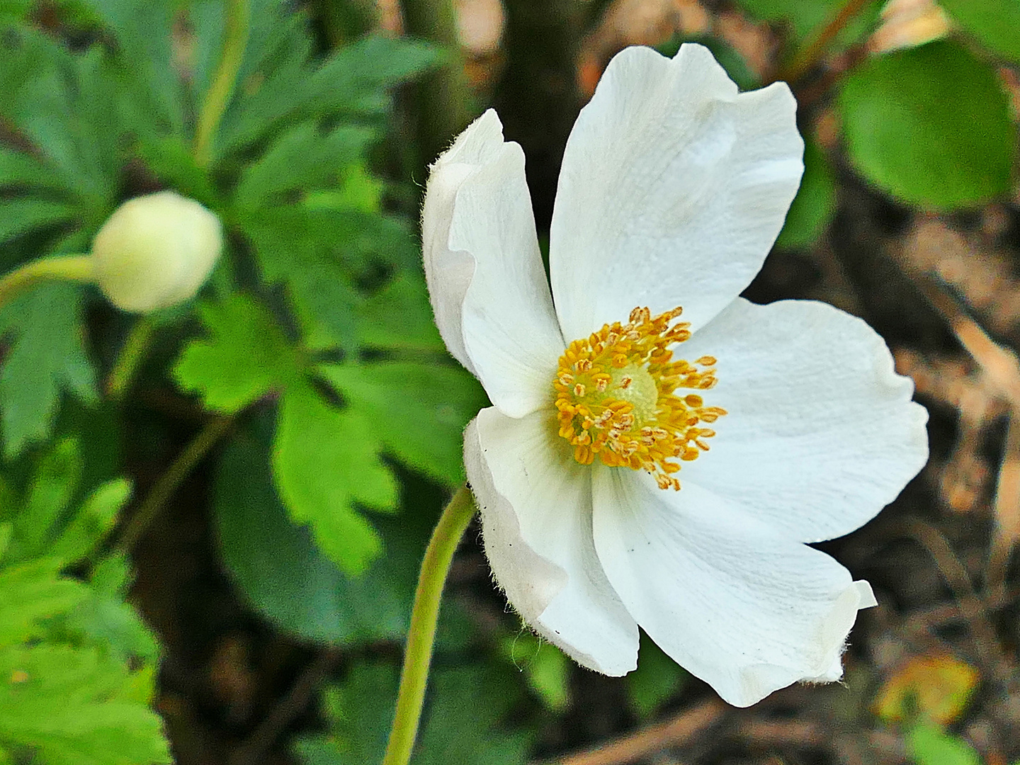 Anemone