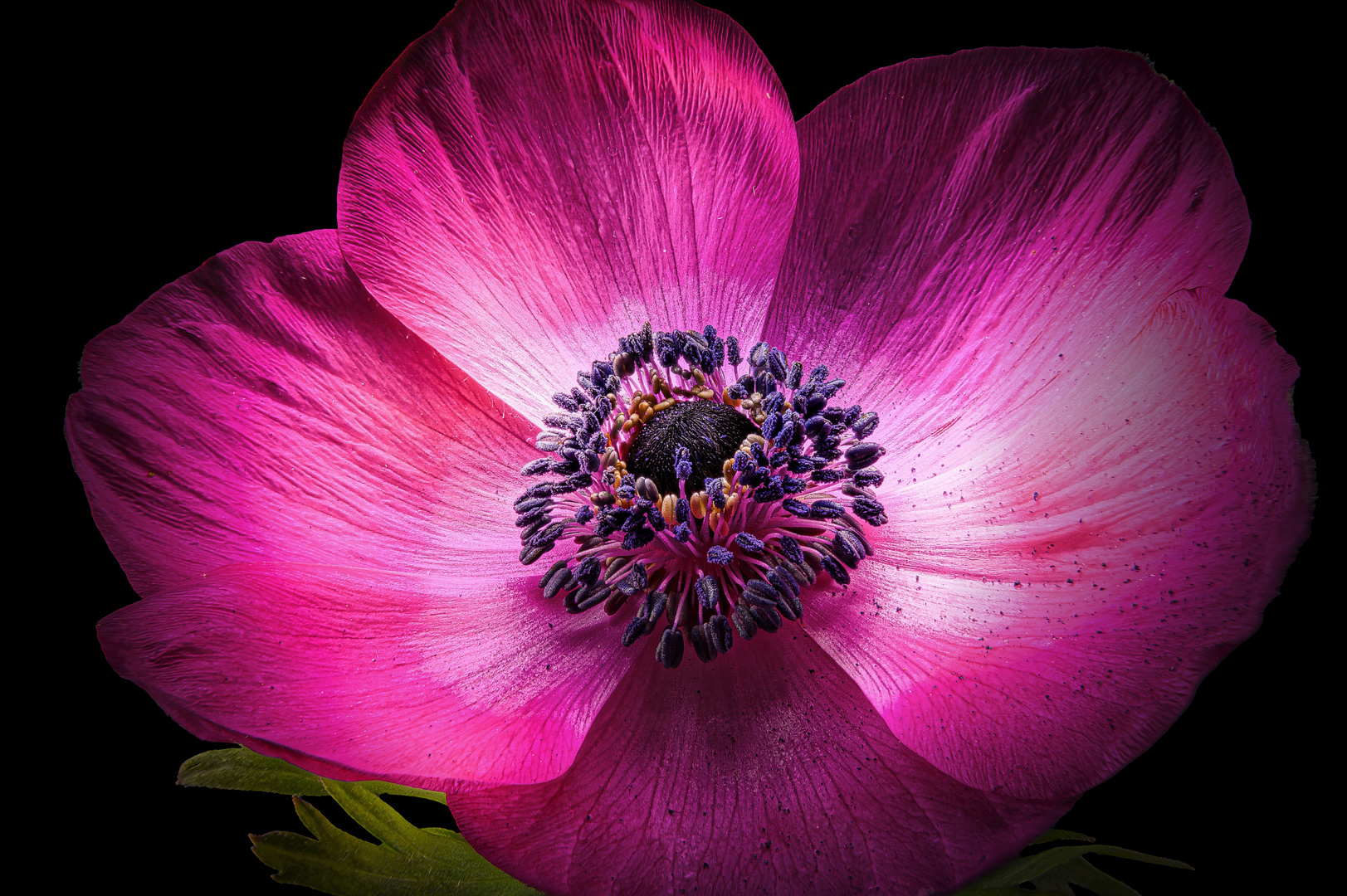 Anemone