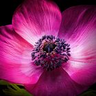 Anemone