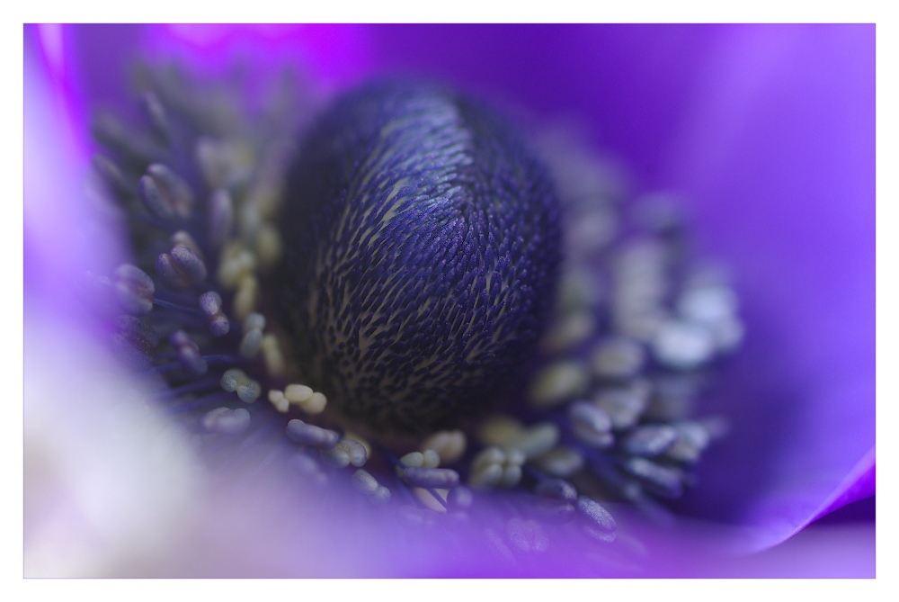 ... anemone ...