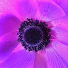 Anemone