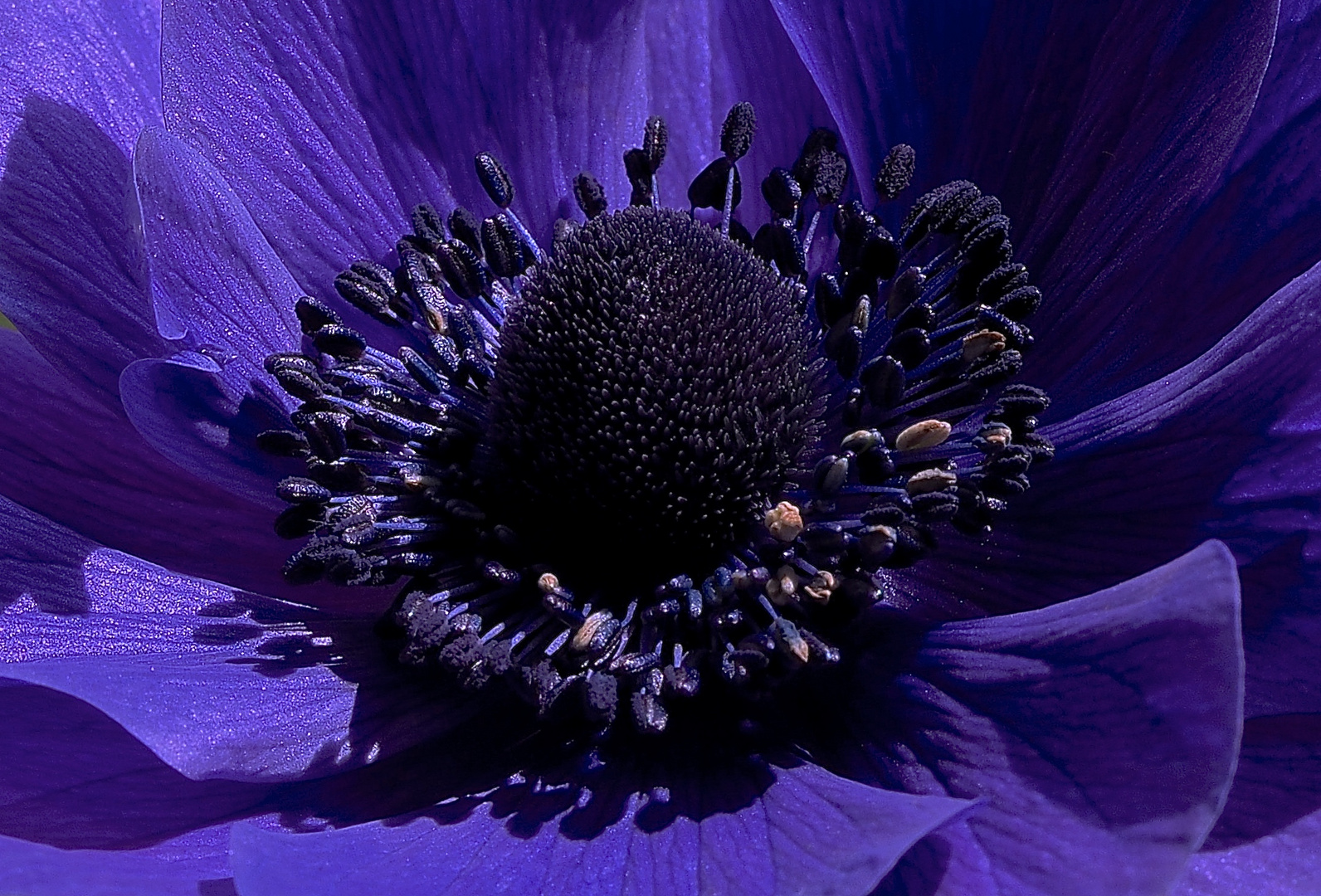 Anemone 3