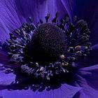 Anemone 3