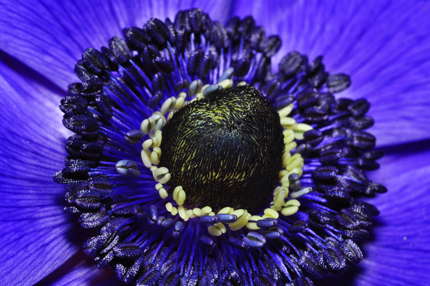 Anemone