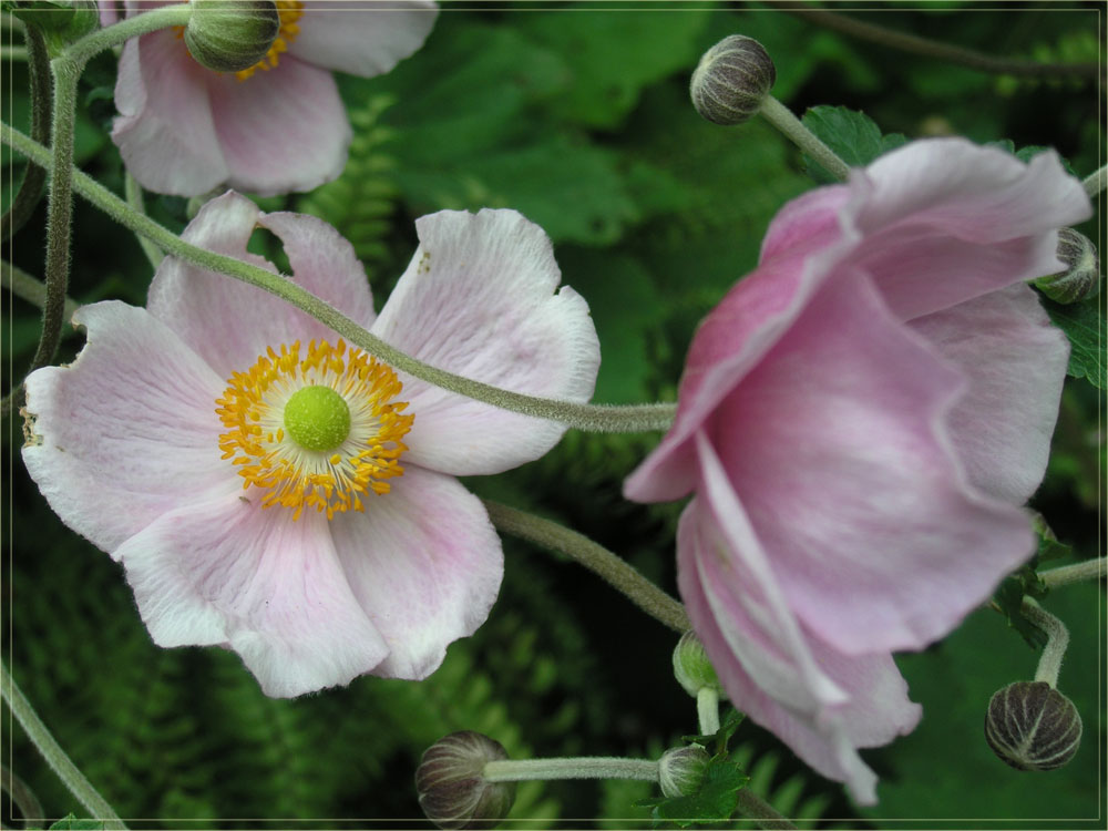 Anemone