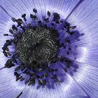 Anemone