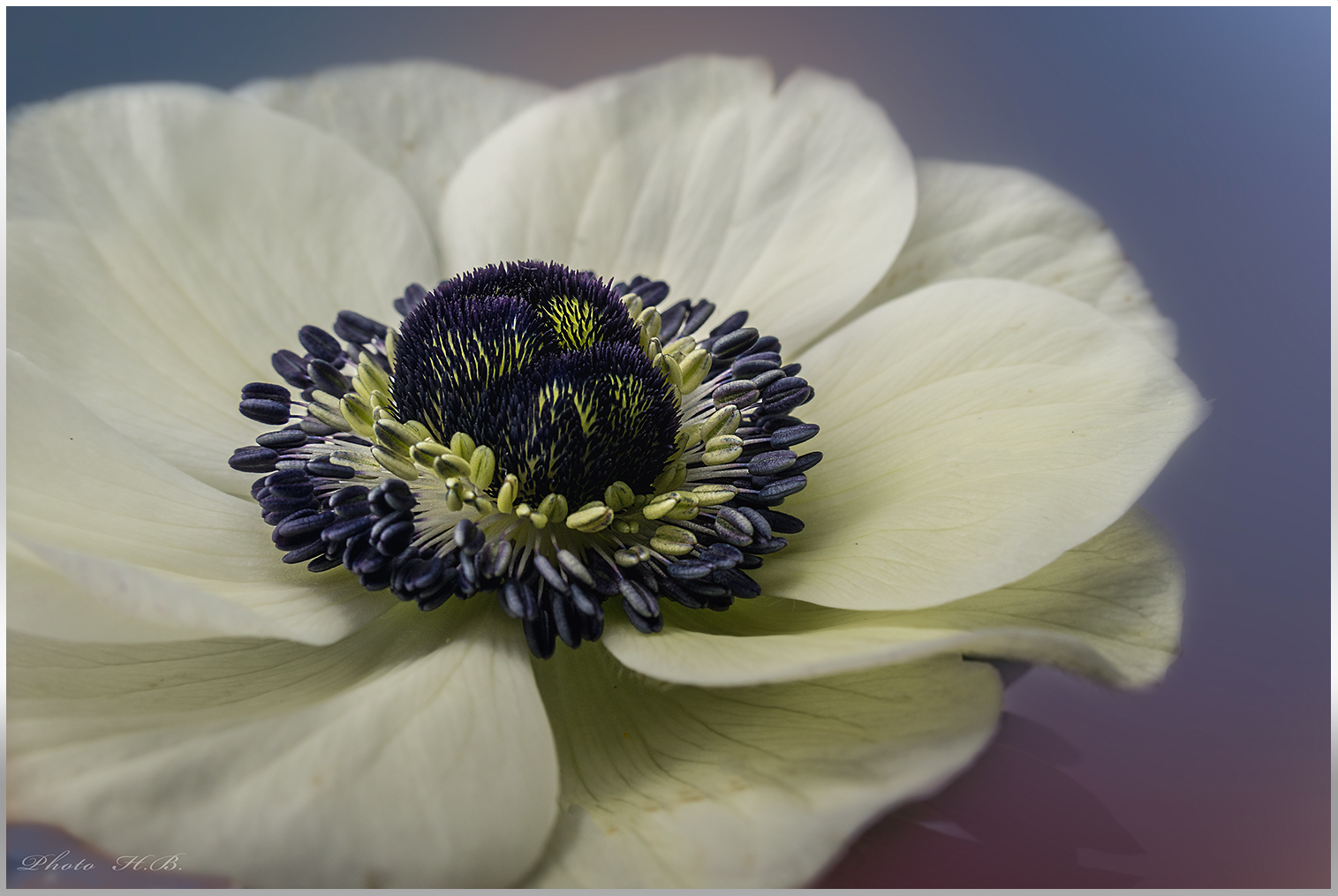 **ANEMONE**