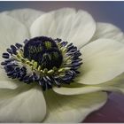 **ANEMONE**