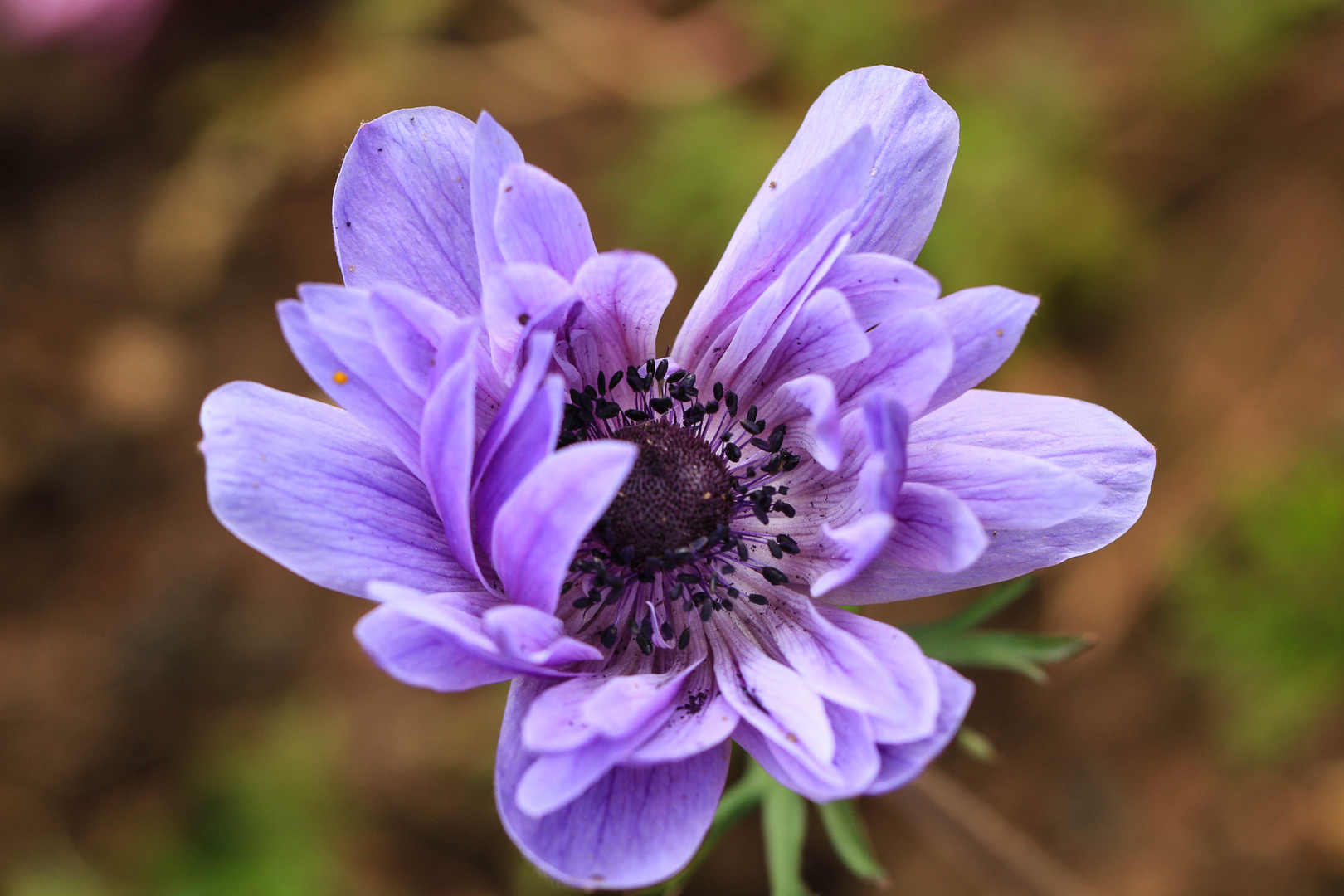 Anemone