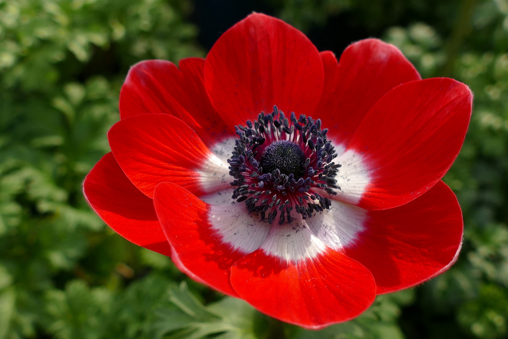 Anemone