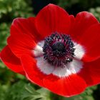 Anemone