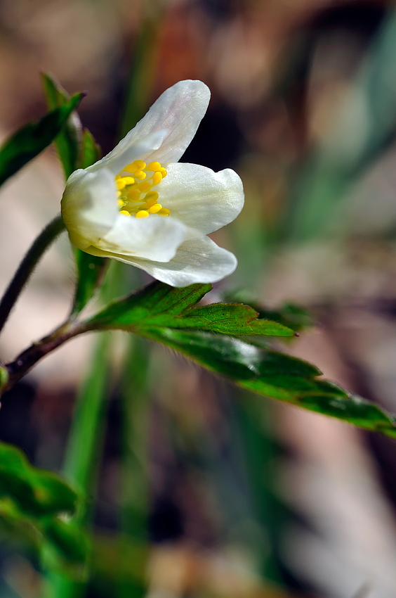 Anemone