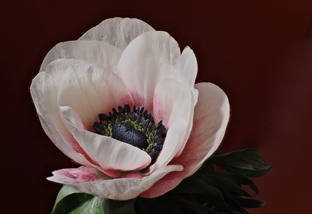 Anemone...