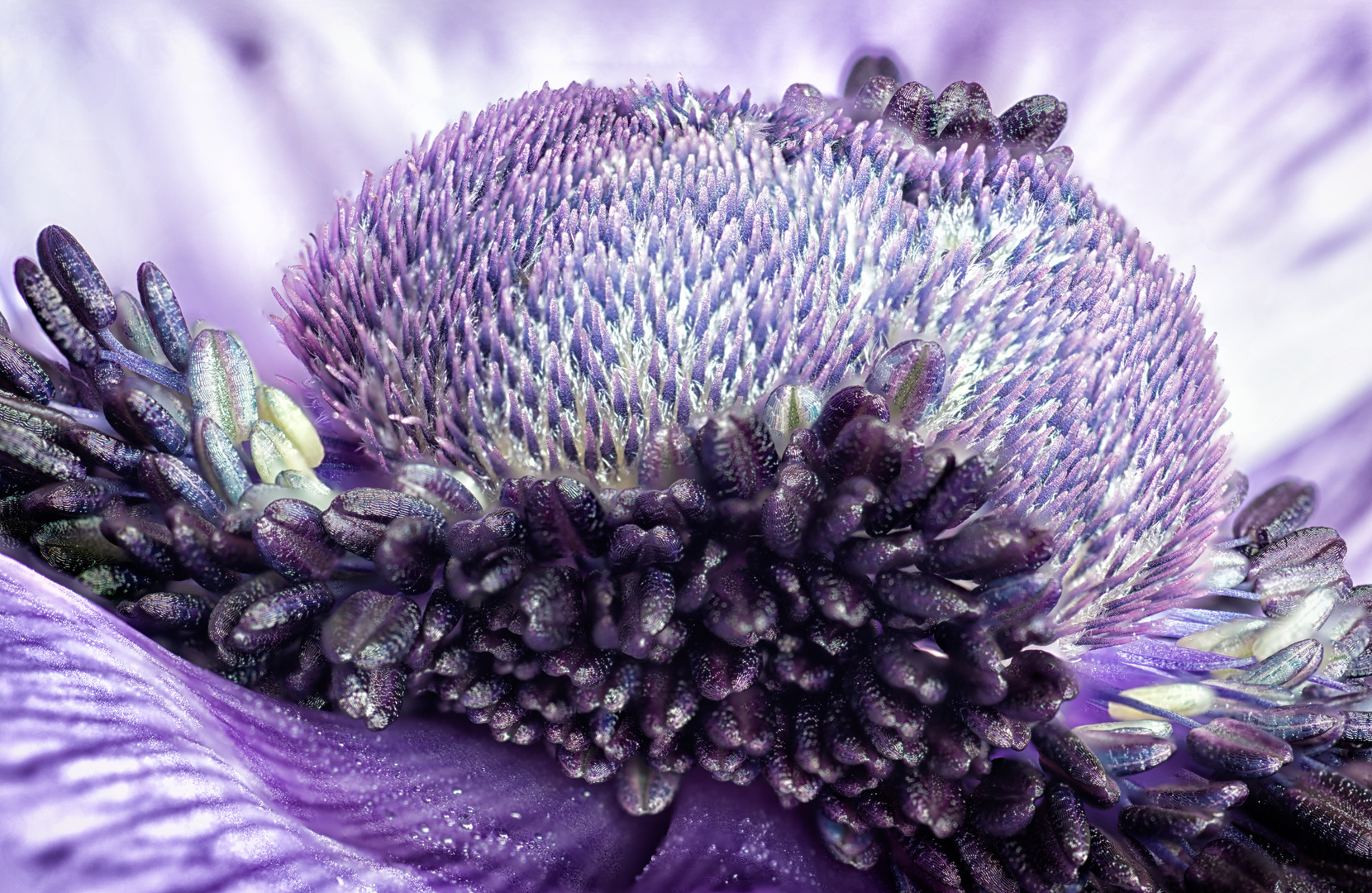 Anemone