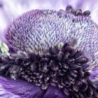 Anemone