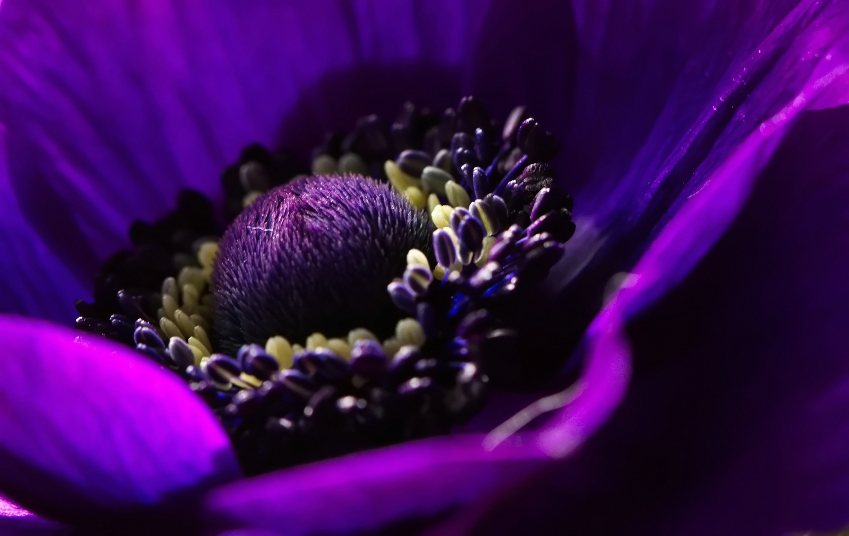 Anemone