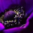 Anemone