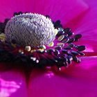 Anemone